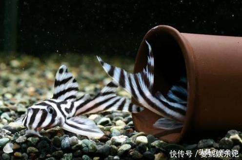 福州水族批发市场:记录一下我的微型缸 观赏鱼水族批发市场 第10张