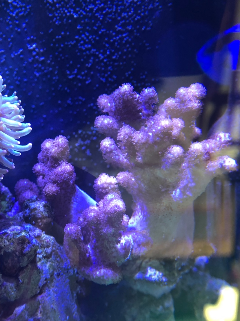 福州水族批发市场:记录一下我的微型缸 观赏鱼水族批发市场 第9张