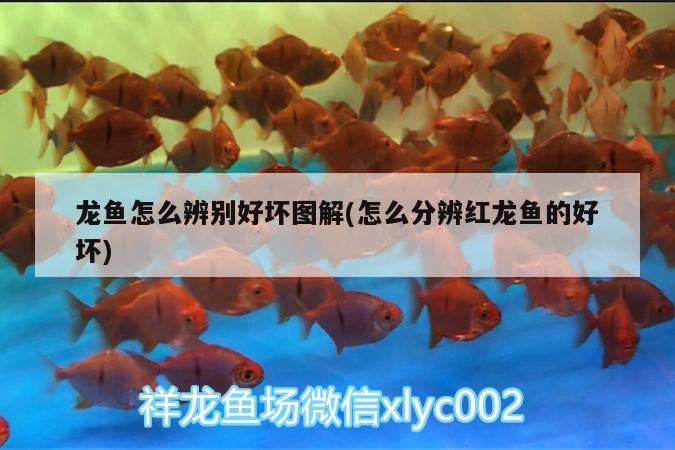 龙鱼鱼缸宽度 龙鱼鱼缸宽度35合适吗 养鱼的好处 第2张