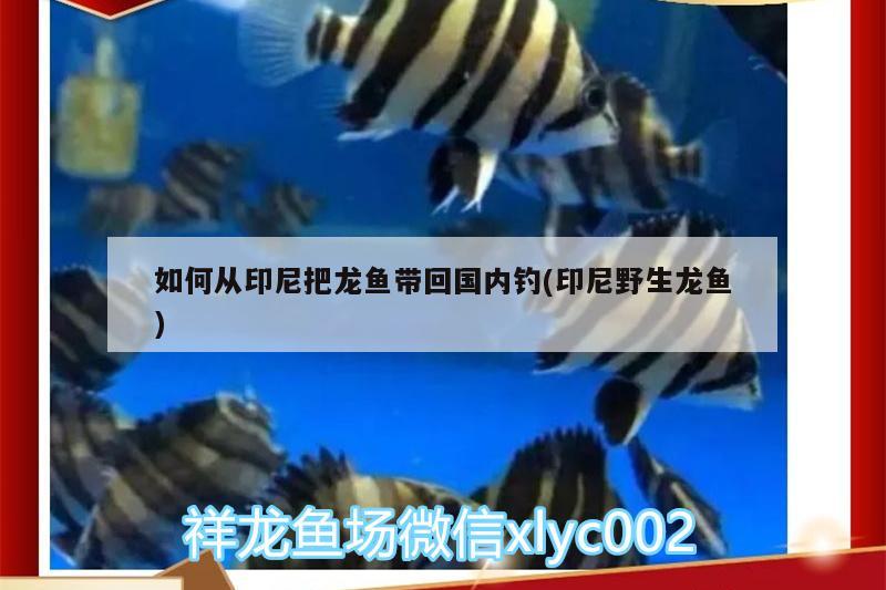 鱼缸的水很容易浑浊（鱼缸的水很容易浑浊怎么办） 量子养鱼技术 第4张