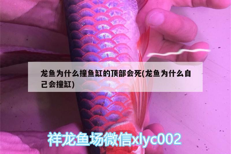 刚入手的三条虎鱼17 虎鱼百科 第2张