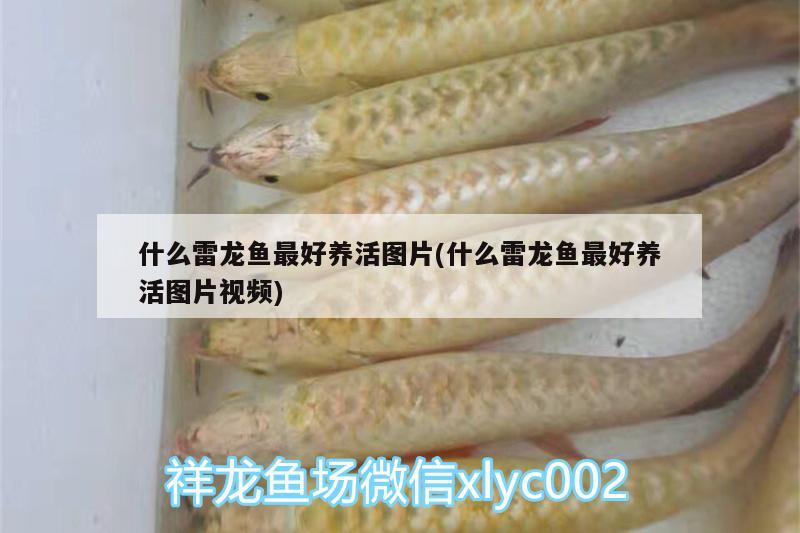 鱼缸什么品牌好又实惠：鱼缸哪个牌子好而且价位合理 水族维护服务（上门） 第3张