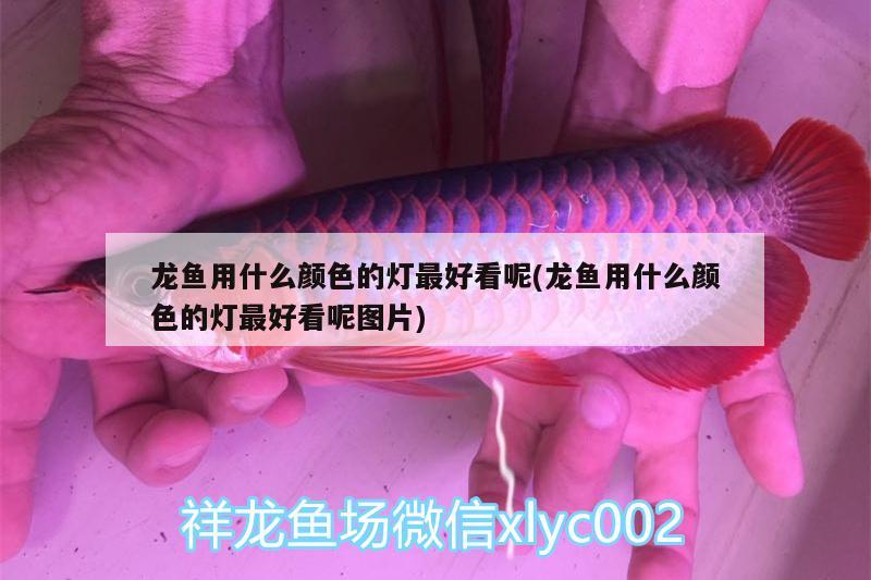 龙鱼用什么颜色的灯最好看呢(龙鱼用什么颜色的灯最好看呢图片)