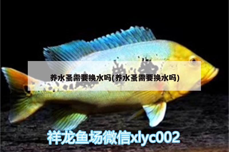 养水蚤需要换水吗(养水蚤需要换水吗)