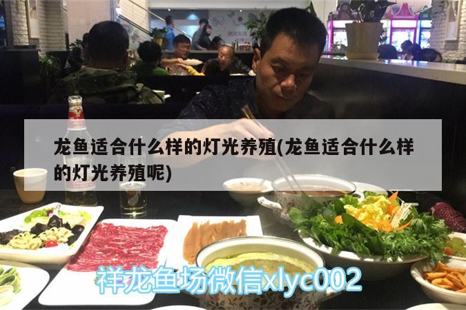 龙鱼适合什么样的灯光养殖(龙鱼适合什么样的灯光养殖呢)