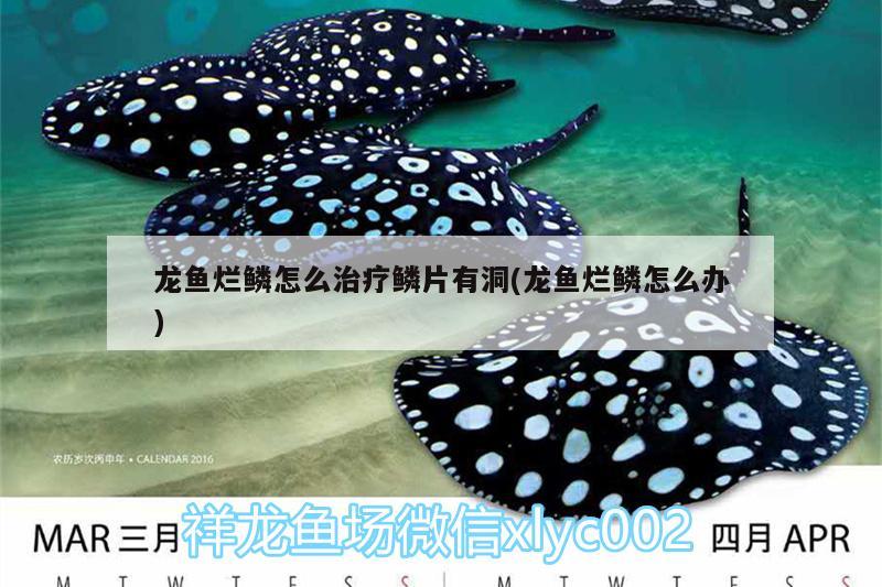 威信县阳光花里花艺造景店 全国水族馆企业名录