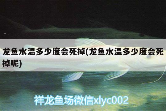 龙鱼水温多少度会死掉(龙鱼水温多少度会死掉呢) 奈及利亚红圆点狗头