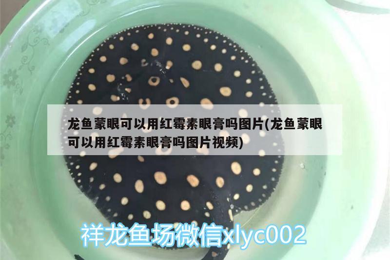 龙鱼蒙眼可以用红霉素眼膏吗图片(龙鱼蒙眼可以用红霉素眼膏吗图片视频) 斑马鸭嘴鱼