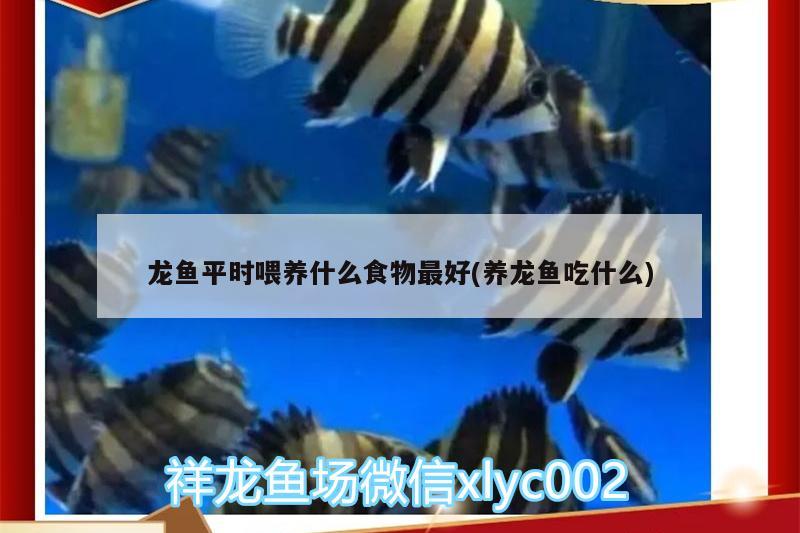 滤材直接放鱼缸里行不行 滤材过滤盒放不下直接放缸里可以吗 养鱼的好处 第1张