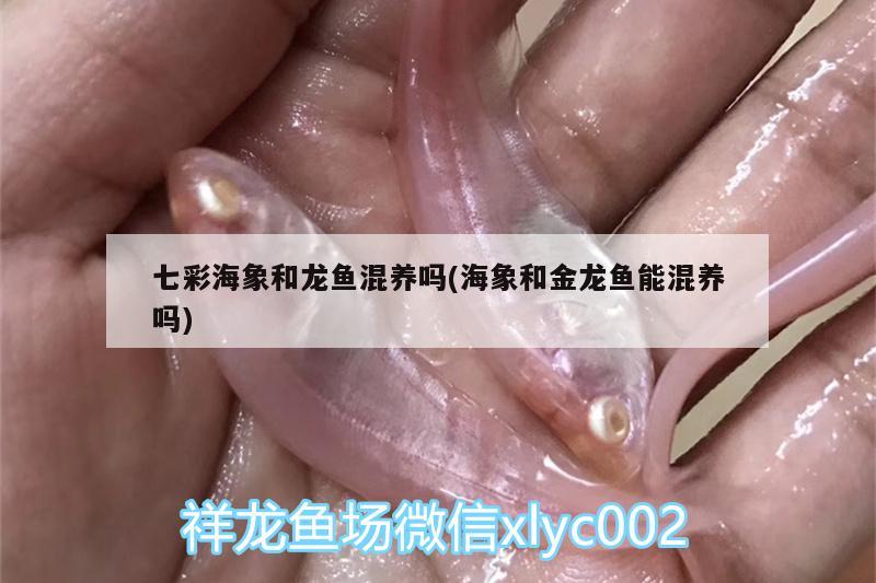 七彩海象和龙鱼混养吗(海象和金龙鱼能混养吗)