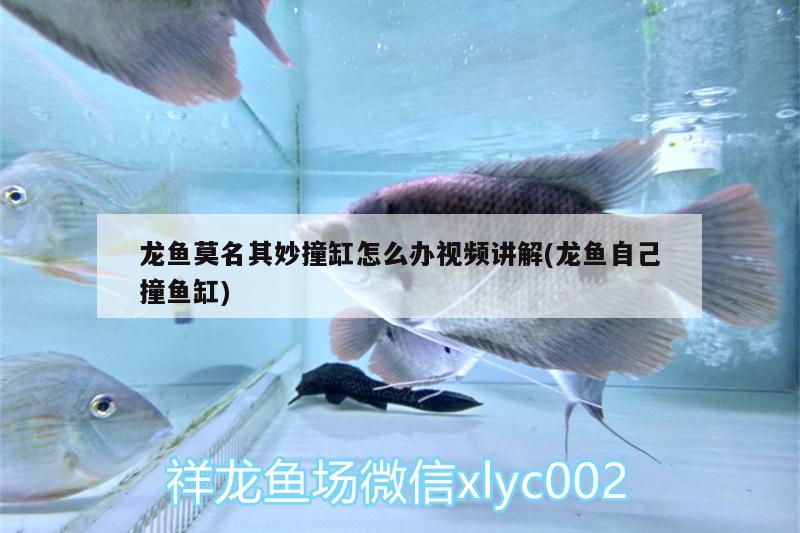 龙鱼莫名其妙撞缸怎么办视频讲解(龙鱼自己撞鱼缸) 广州水族批发市场