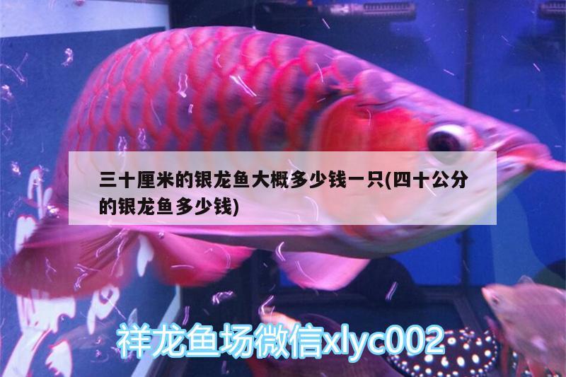 白鱼缸适合养什么鱼最好呢：白鱼缸养什么鱼好看 广州水族批发市场 第3张