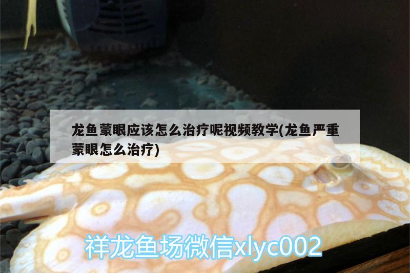 龙鱼蒙眼应该怎么治疗呢视频教学(龙鱼严重蒙眼怎么治疗)