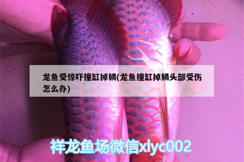 龙鱼受惊吓撞缸掉鳞(龙鱼撞缸掉鳞头部受伤怎么办)