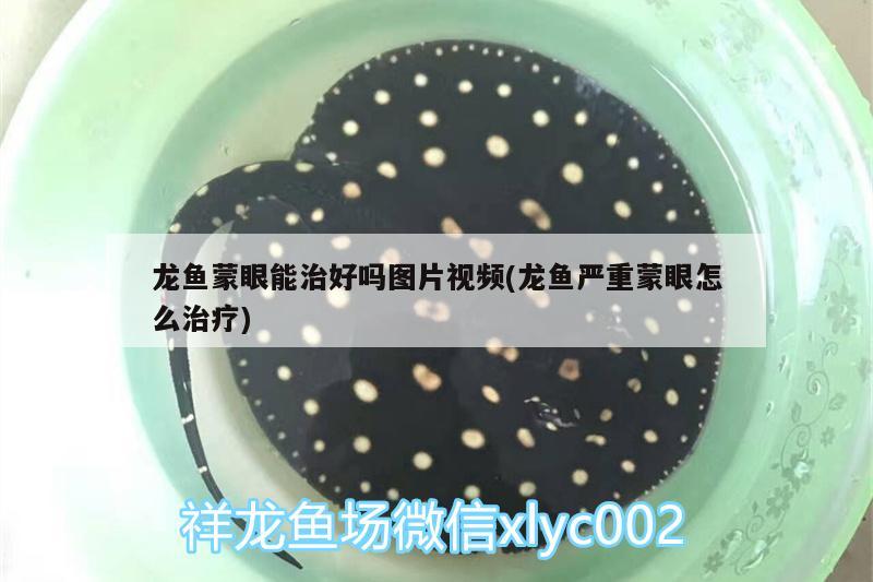 本色红茶，什么是生红茶 观赏鱼 第2张