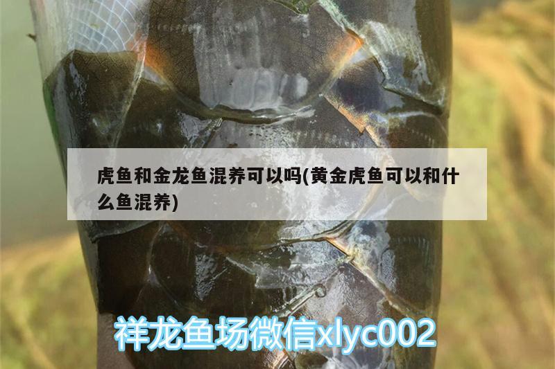 虎鱼和金龙鱼混养可以吗(黄金虎鱼可以和什么鱼混养) 虎鱼百科 第1张