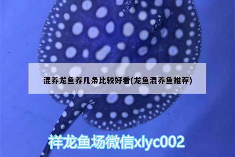 混养龙鱼养几条比较好看(龙鱼混养鱼推荐) 其它水族用具设备