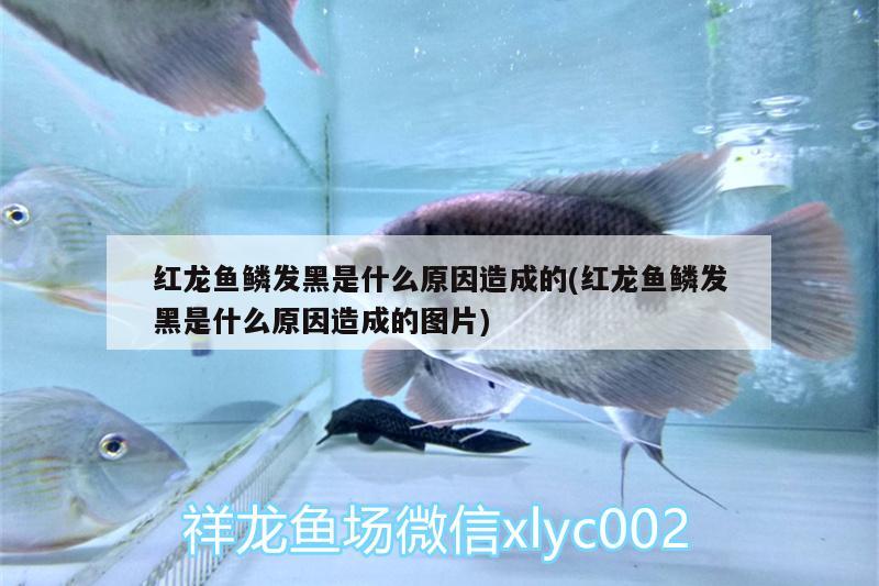 红龙鱼鳞发黑是什么原因造成的(红龙鱼鳞发黑是什么原因造成的图片)