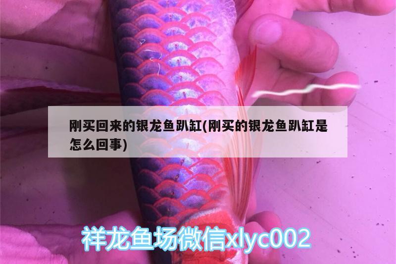 刚买回来的银龙鱼趴缸(刚买的银龙鱼趴缸是怎么回事) 银龙鱼