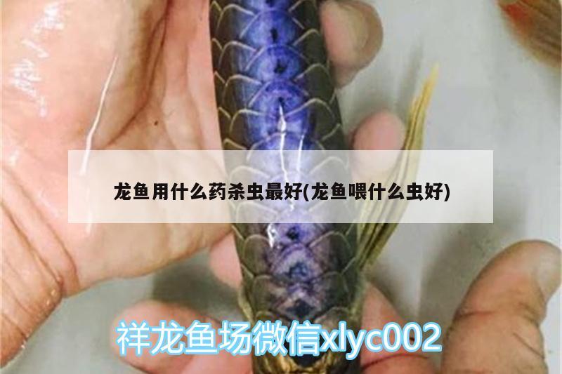 龙鱼用什么药杀虫最好(龙鱼喂什么虫好) 过滤设备