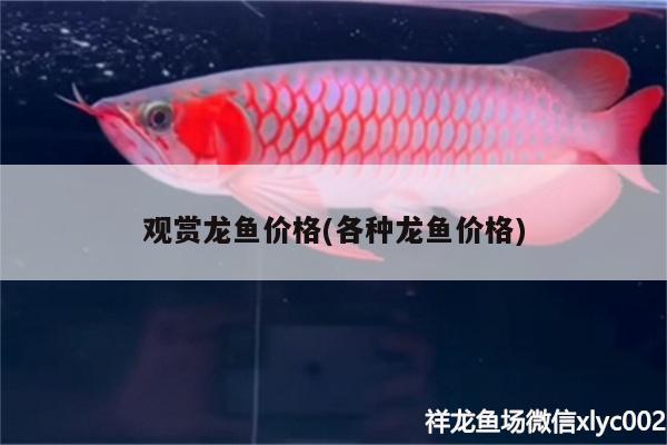 观赏龙鱼价格(各种龙鱼价格) 红龙福龙鱼