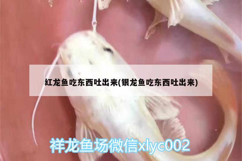 红龙鱼吃东西吐出来(银龙鱼吃东西吐出来) 银龙鱼