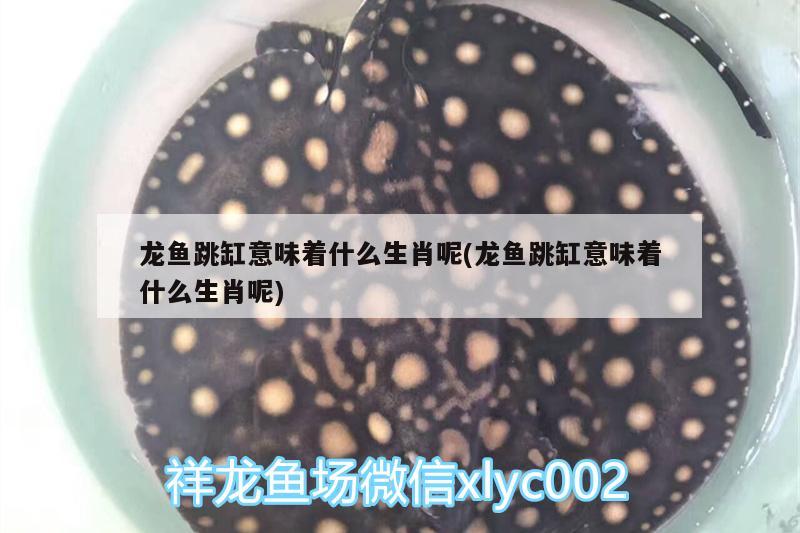 龙鱼跳缸意味着什么生肖呢(龙鱼跳缸意味着什么生肖呢) 斑马鸭嘴鱼