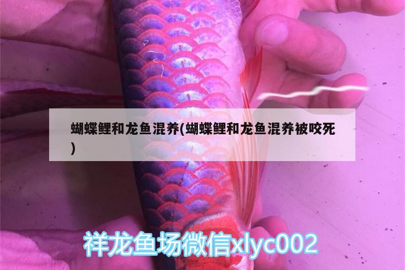 蝴蝶鲤和龙鱼混养(蝴蝶鲤和龙鱼混养被咬死) 蝴蝶鲤