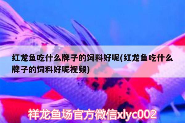 红龙鱼吃什么牌子的饲料好呢(红龙鱼吃什么牌子的饲料好呢视频) 虎鱼百科