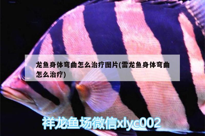 白云金丝鱼的饲养方法，白云金丝鱼多大白云金丝鱼成年能长到多大、米粒大小差不多 文玩 第2张