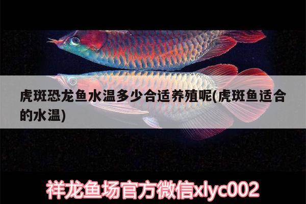 虎斑恐龙鱼水温多少合适养殖呢(虎斑鱼适合的水温) 虎斑恐龙鱼