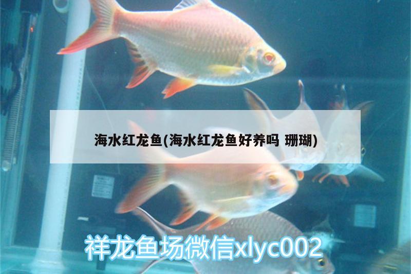 海水红龙鱼(海水红龙鱼好养吗珊瑚) 三间鼠鱼