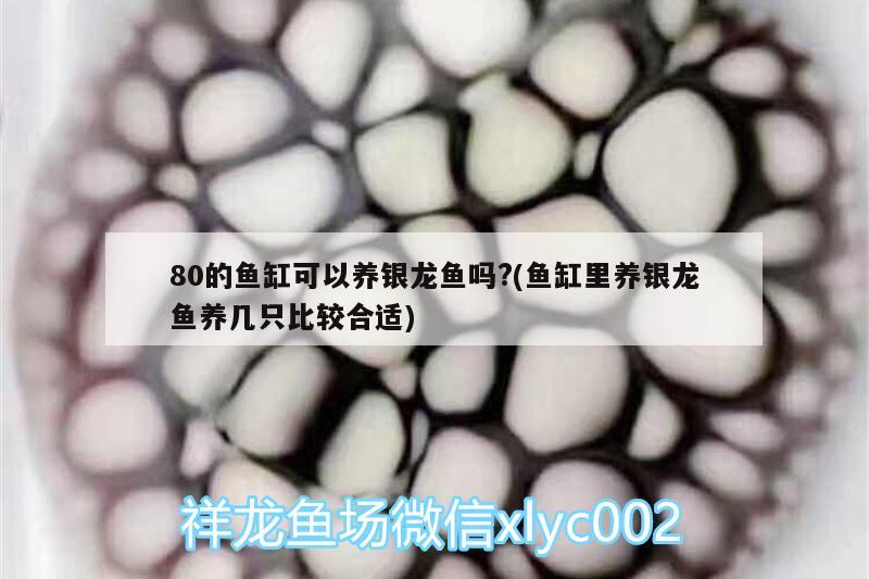 80的鱼缸可以养银龙鱼吗?(鱼缸里养银龙鱼养几只比较合适)