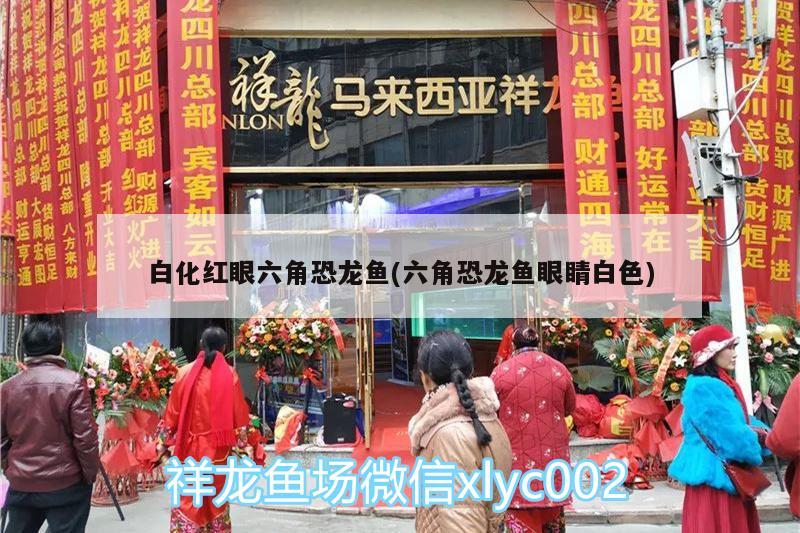 卖鱼缸的店铺名字大全集：卖鱼缸的地方叫什么 观赏鱼市场 第2张