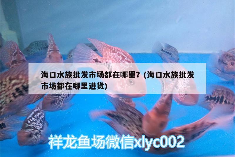 海口水族批发市场都在哪里？(海口水族批发市场都在哪里进货) 观赏鱼水族批发市场