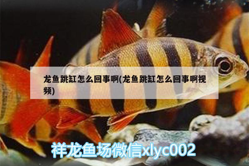 鱼缸设计方案图片：鱼缸设计效果图 广州水族批发市场 第1张