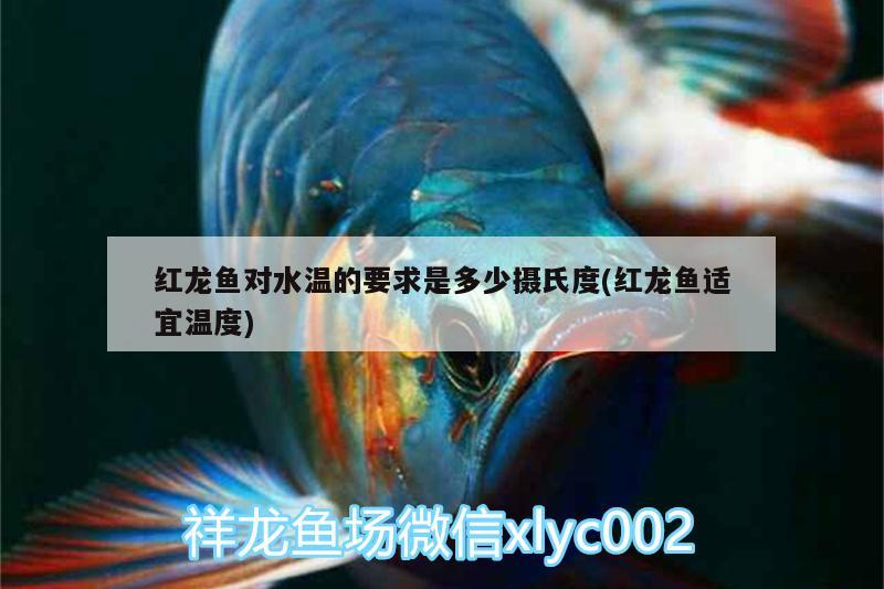 红龙鱼对水温的要求是多少摄氏度(红龙鱼适宜温度) 青龙鱼