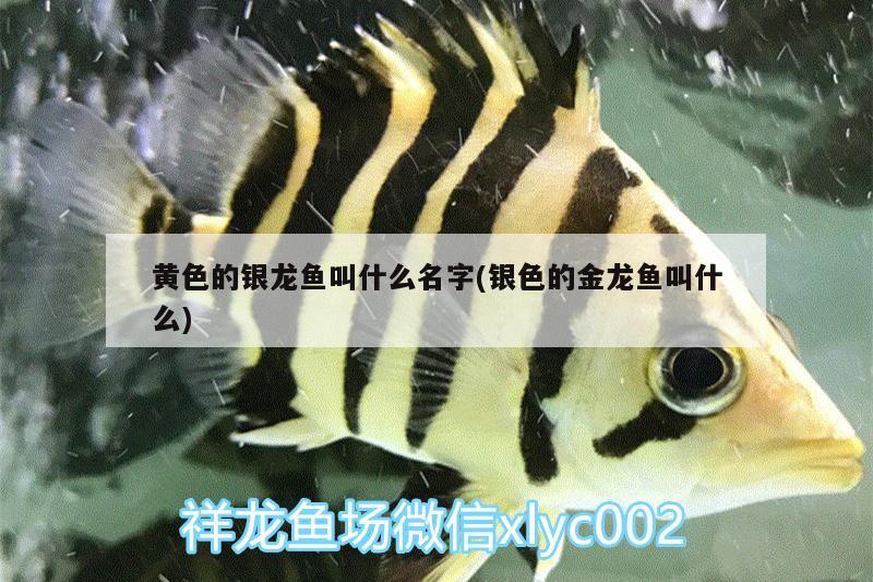 黄色的银龙鱼叫什么名字(银色的金龙鱼叫什么)