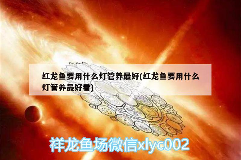 红龙鱼要用什么灯管养最好(红龙鱼要用什么灯管养最好看)