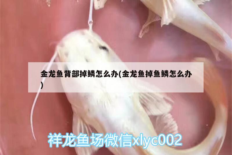 金龙鱼背部掉鳞怎么办(金龙鱼掉鱼鳞怎么办)