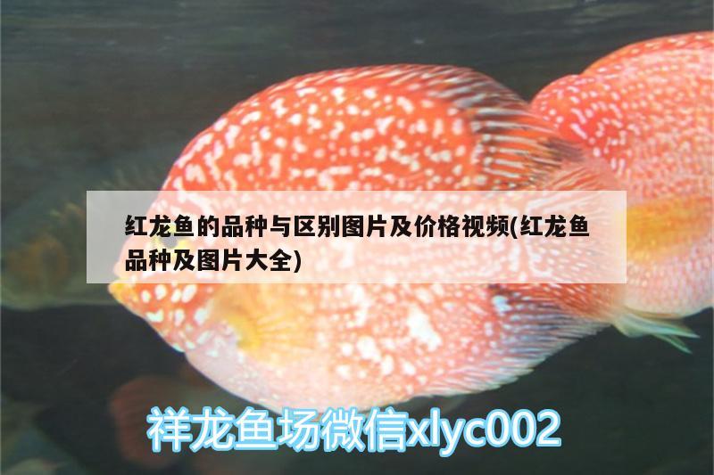 家用金鱼缸哪个品牌好些 金鱼缸 家用 红龙专用鱼粮饲料 第2张