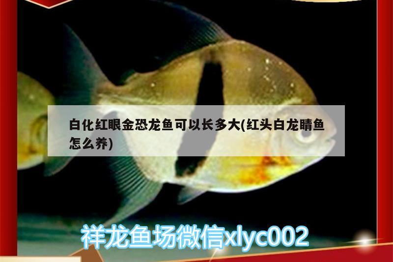 哪个牌子鱼缸好用又实惠呢 鱼缸百科 第2张