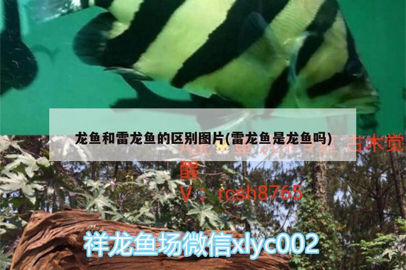 鱼缸用静音气泵什么牌子好：鱼缸气泵静音哪款好 广州水族批发市场 第2张