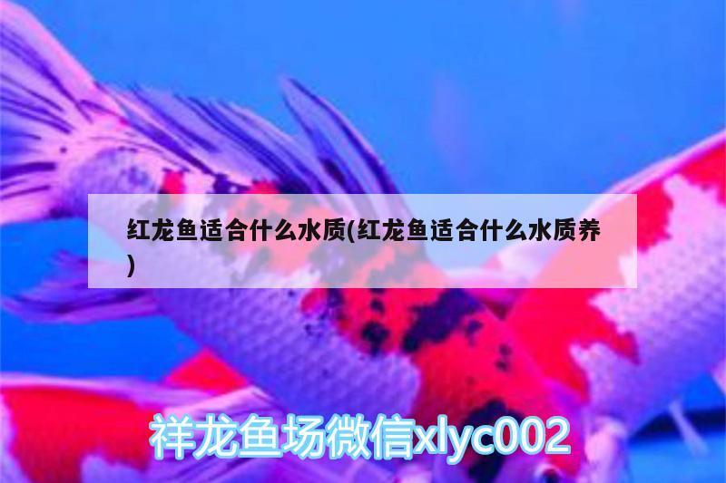 红龙鱼适合什么水质(红龙鱼适合什么水质养) 青龙鱼