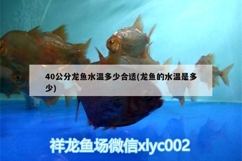 40公分龙鱼水温多少合适(龙鱼的水温是多少) 观赏鱼市场（混养鱼）