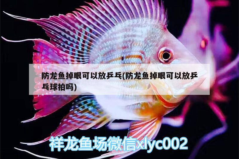 防龙鱼掉眼可以放乒乓(防龙鱼掉眼可以放乒乓球拍吗) 金龙鱼粮