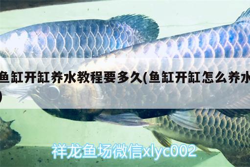 招财龙鱼能长多大：招财龙鱼能长多大图片 广州水族批发市场 第1张