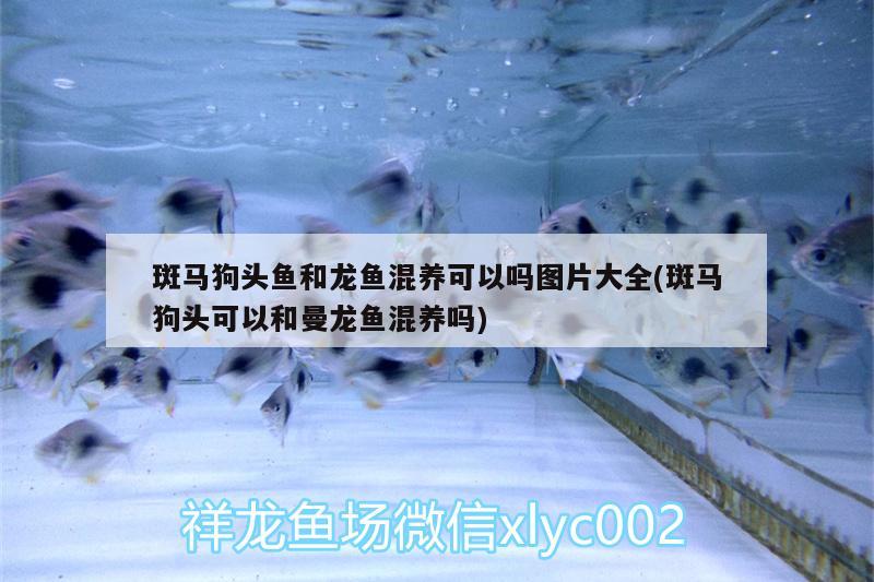 手工鱼缸怎么做视频 手工鱼缸怎么做视频教学 养鱼的好处 第2张