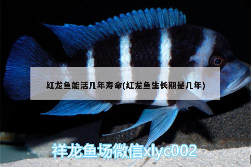 贵阳市观山湖区哪里卖鱼缸便宜的（人生无需装饰） 其它水族用具设备 第2张