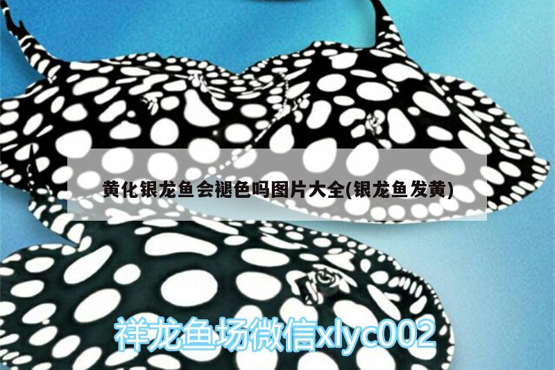 鱼缸造景技巧视频教学：鱼缸造景的步骤 广州水族批发市场 第1张